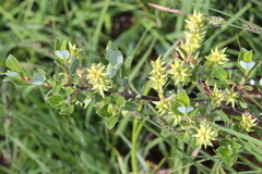 Salix foetida
