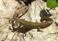 Podarcis filfolensis maltensis