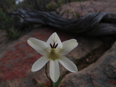 Tritonia pallida