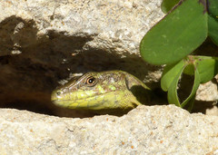 Podarcis filfolensis maltensis