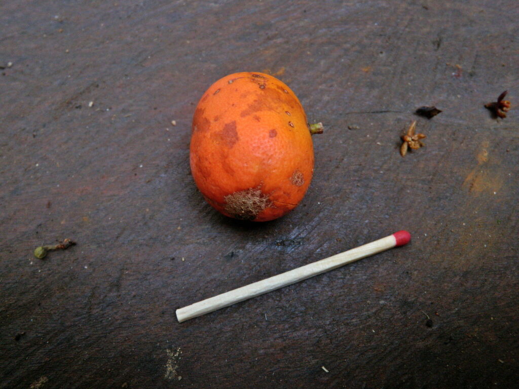 Baileyoxylon (Baileyoxylon lanceolatum)
