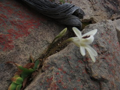 Tritonia pallida