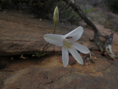 Tritonia pallida