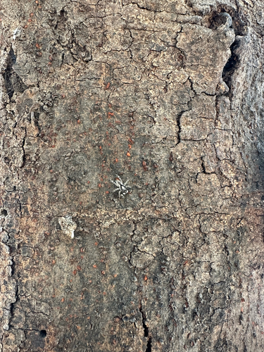 Gray Wall Jumping Spider