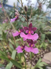 Caucaea