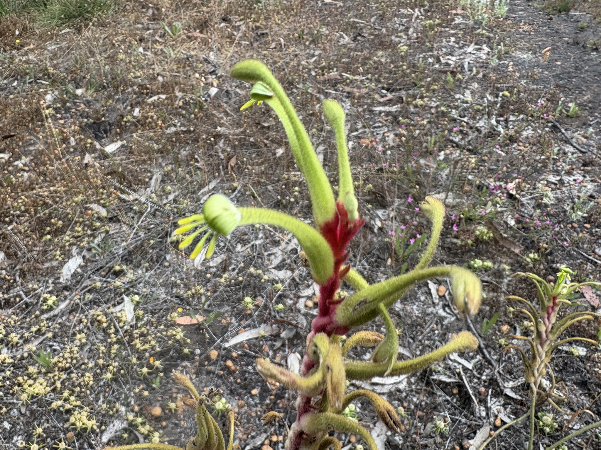 Little Kangaroo Paw (Anigozanthos bicolor)