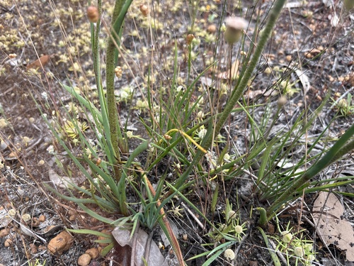 Anigozanthos bicolor, photograph 1
