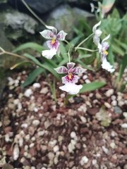 Caucaea