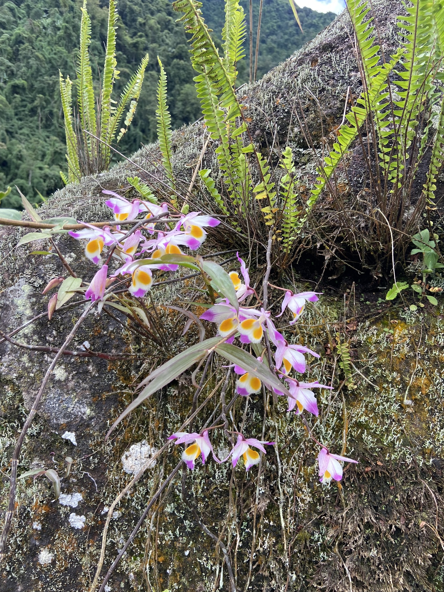Dendrobium devonianum — ảnh 3