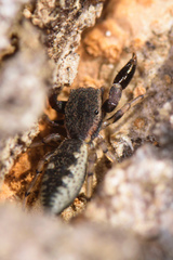 Cheliferoides segmentatus