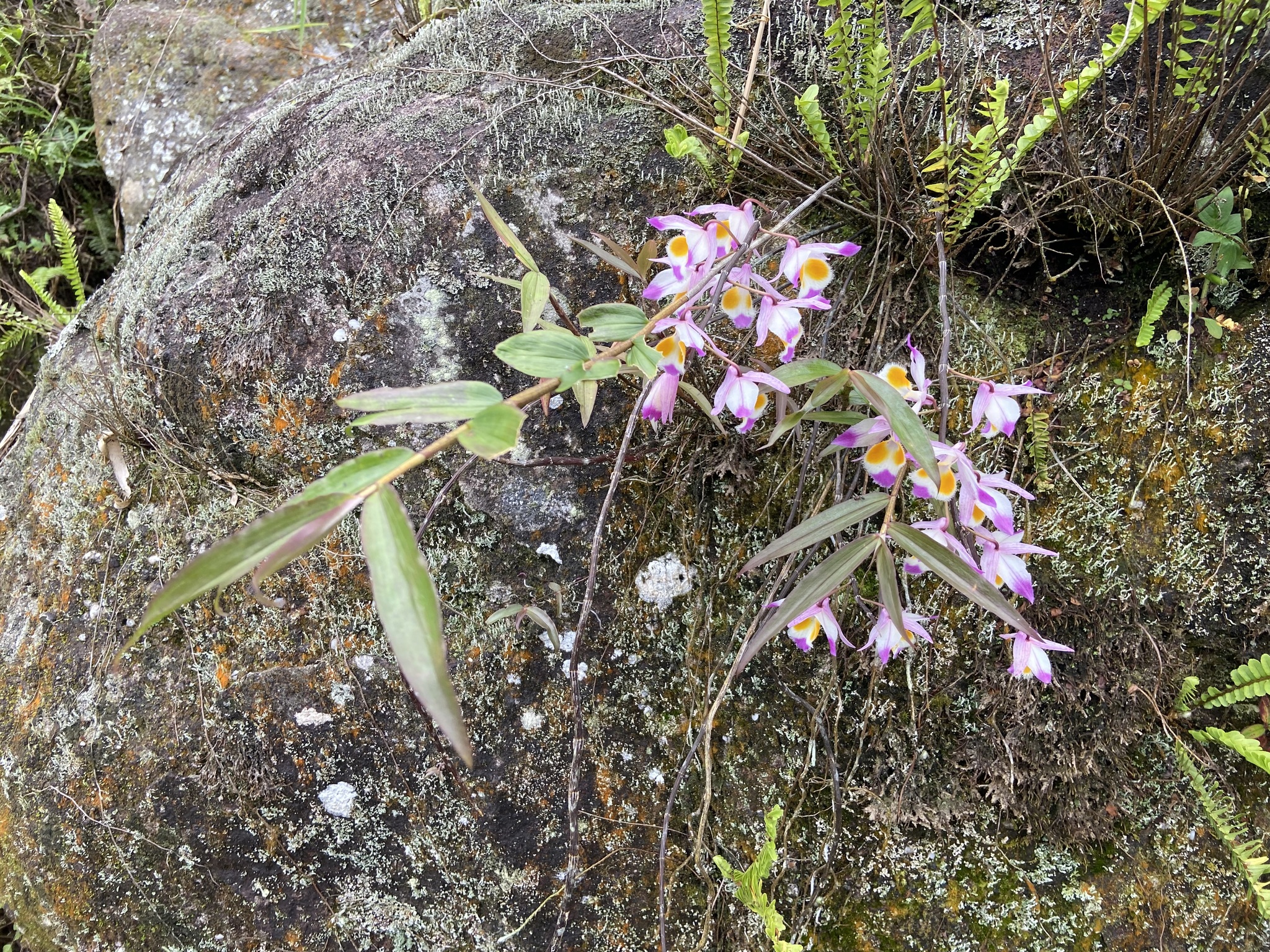Dendrobium devonianum — ảnh 2