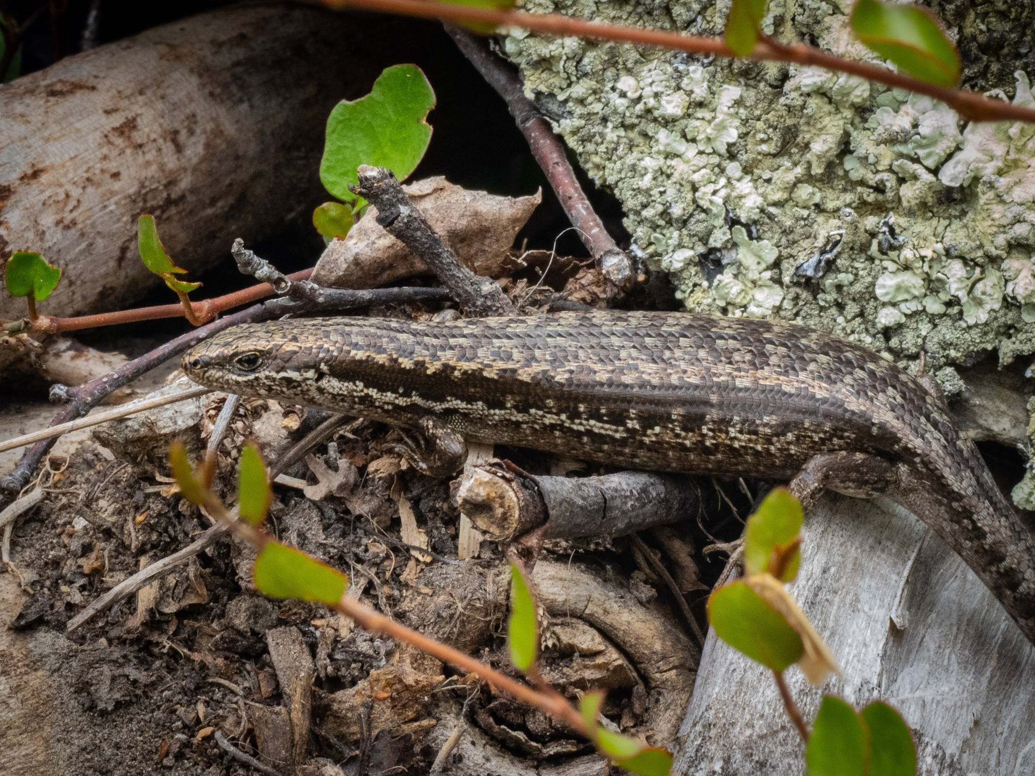 Okuru skink, Oligosoma carinacauda