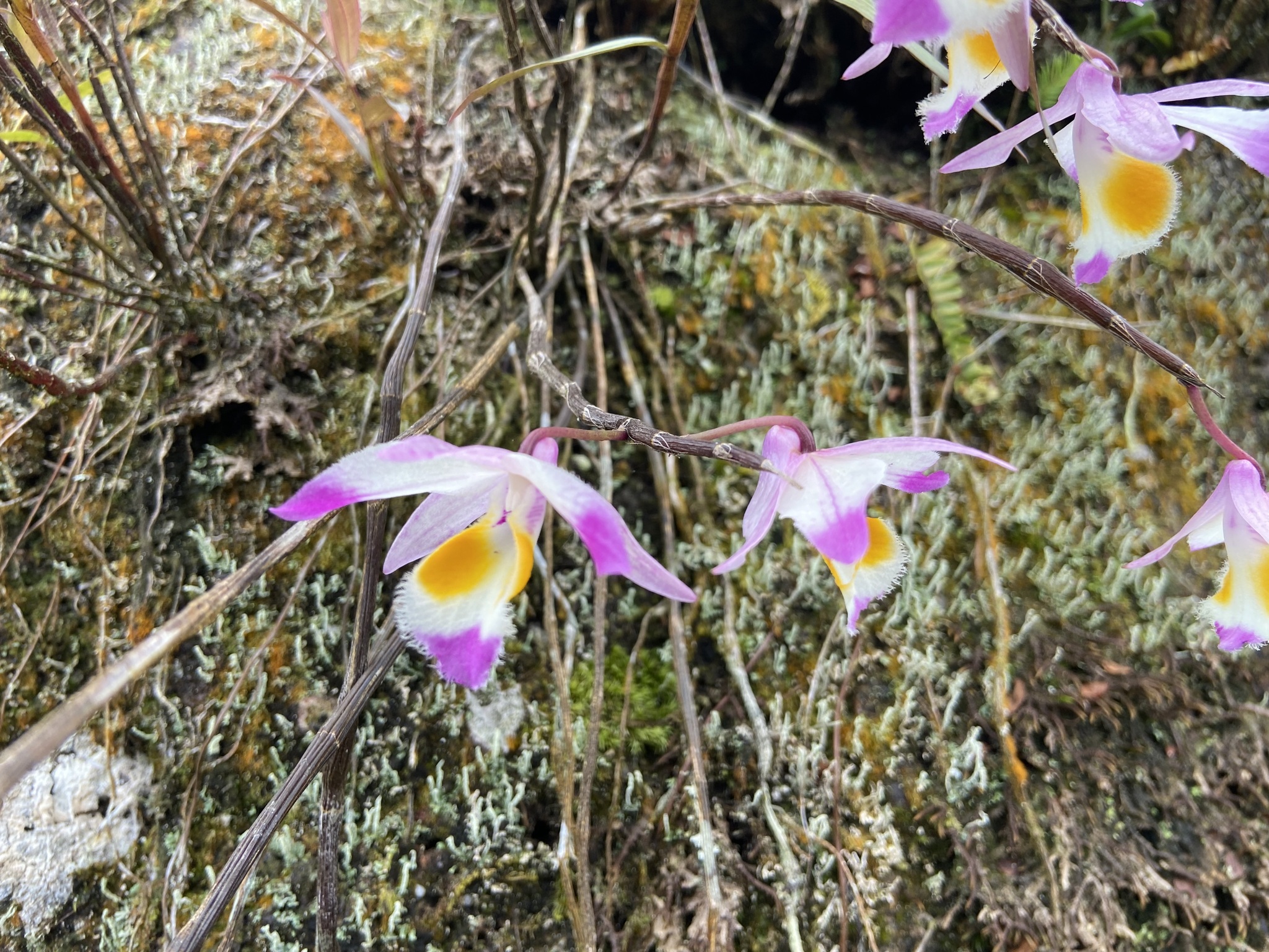 Dendrobium devonianum (Dendrobium devonianum)