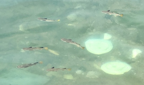 Blackfin mullet (Ellochelon vaigiensis) — Mugilidae — 4