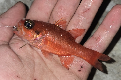 Flamefish (Apogon maculatus) — Apogonidae — 2