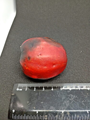 Cryptocarya pleurosperma observed 2026-01-01