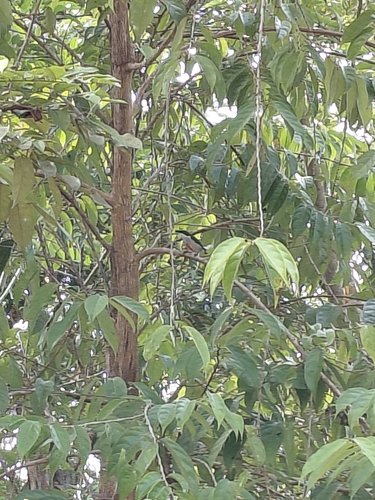 Red-keeled Flowerpecker (Dicaeum australe)