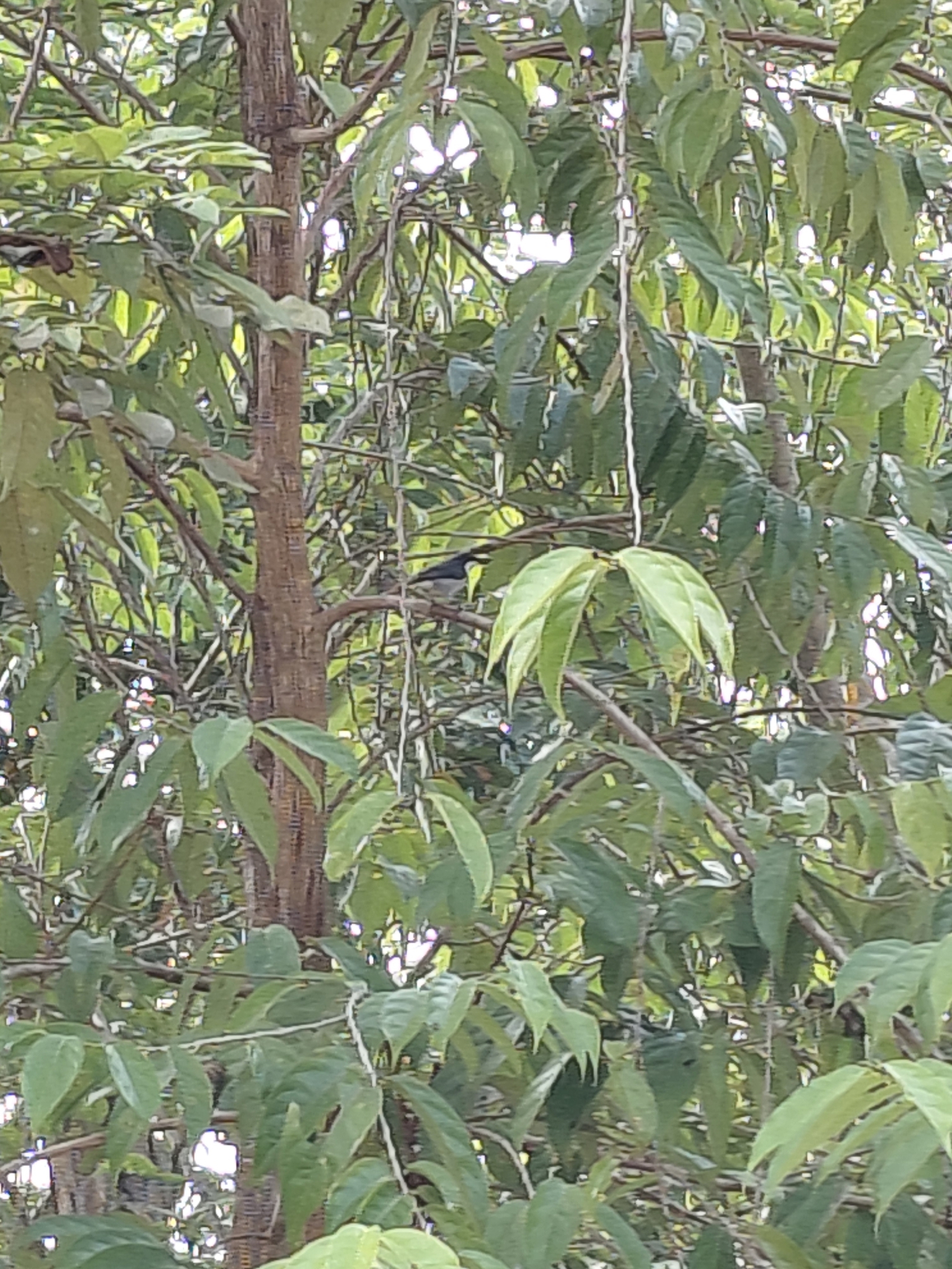 Red-keeled Flowerpecker (Dicaeum australe), photo 2