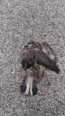 Columba livia domestica