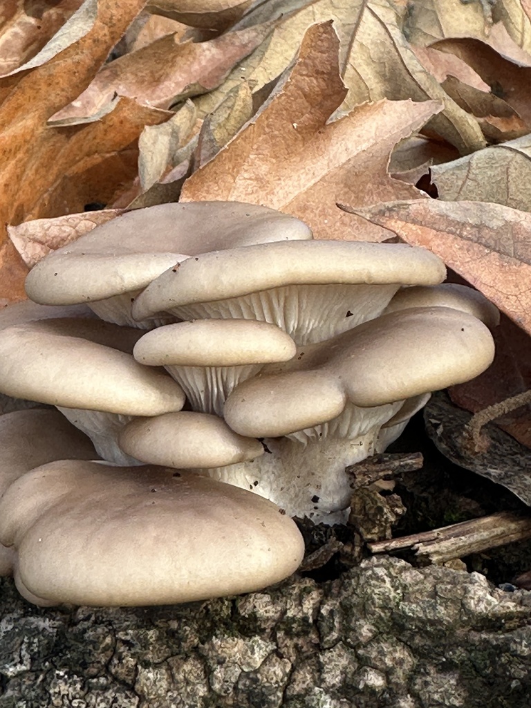 Pleurotus pulmonarius · December 2025 · photo: © irinamitine (iNaturalist, cc-by)