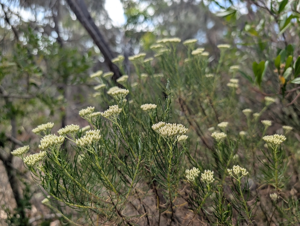 Cassinia complanata; photograph (c) Cobi Calyx, some rights reserved (CC BY)