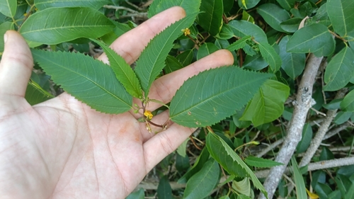 native jute (Corchorus cunninghamii)