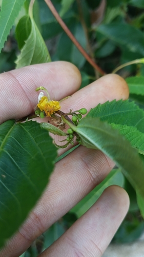 Corchorus cunninghamii, photograph 2