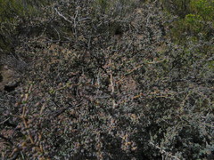 Tetraena retrofracta