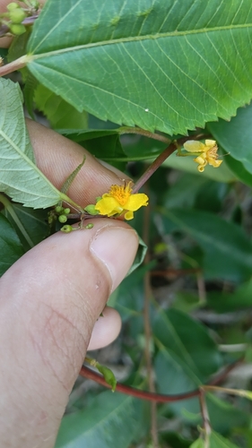 Corchorus cunninghamii, photograph 3