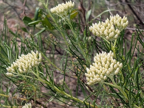 Cassinia complanata, photograph 2