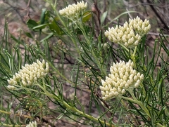 (c) Cobi Calyx, some rights reserved (CC BY) Cassinia complanata, photograph (c) Cobi Calyx, some rights reserved (CC BY)