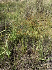 Cyperus polystachyos polystachyos