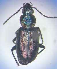 Agonum belleri