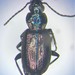 Beller's Ground Beetle - Photo (c) Charlene Wood, some rights reserved (CC BY-NC-SA), uploaded by Charlene Wood