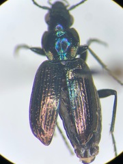 Agonum belleri