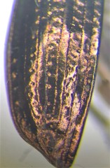 Agonum belleri