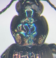 Agonum belleri