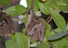 Epomophorus crypturus