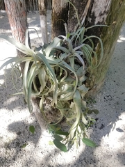 Tillandsia streptophylla