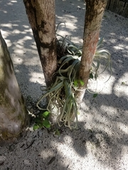 Tillandsia streptophylla