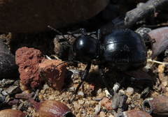 Moluris gibba