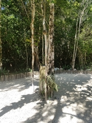 Tillandsia streptophylla