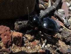 Moluris gibba