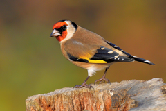 European Goldfinch - Photo (c) Tom Lee, some rights reserved (CC BY-NC-ND)