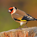 European Goldfinch - Photo (c) Tom Lee, some rights reserved (CC BY-NC-ND)