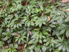 Chamaecostus lanceolatus