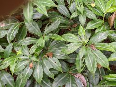 Chamaecostus lanceolatus