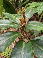 Chamaecostus lanceolatus