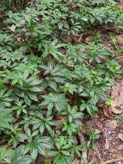 Chamaecostus lanceolatus