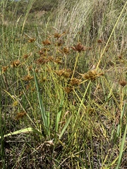 Cyperus polystachyos polystachyos